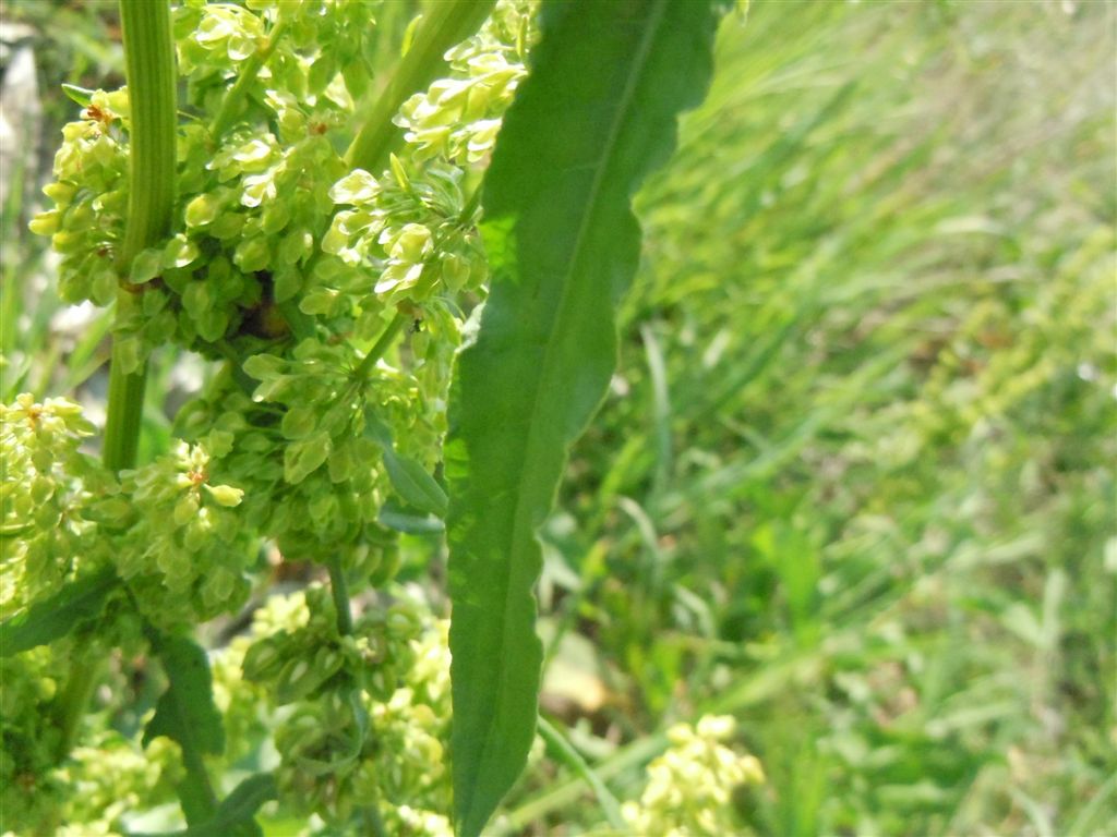 Rumex crispus